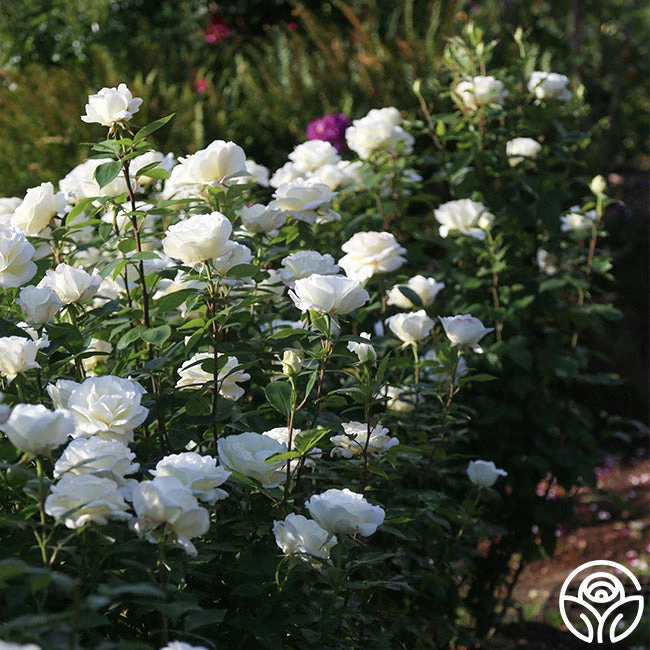 Sugar Moon 4 Sugar Moon - Image 2