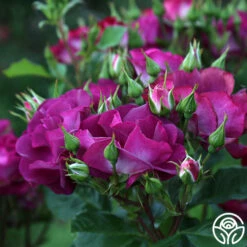 Sultry Sangria™ 21 Sultry Sangria™ -HEIRLOOM ROSES Sales Sultry Sangria 11