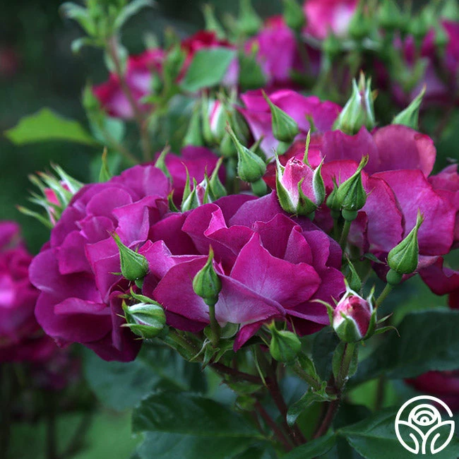 Sultry Sangria™ 12 Sultry Sangria™ - Image 10