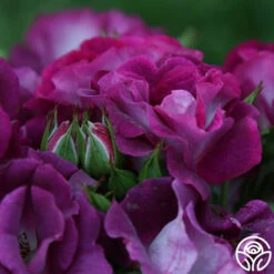 Sultry Sangria™ 17 Sultry Sangria™ -HEIRLOOM ROSES Sales Sultry Sangria 12