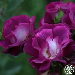 Sultry Sangria™ 14 Sultry Sangria™ -HEIRLOOM ROSES Sales Sultry Sangria 13