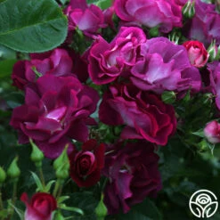 Sultry Sangria™ 19 Sultry Sangria™ -HEIRLOOM ROSES Sales Sultry Sangria 15