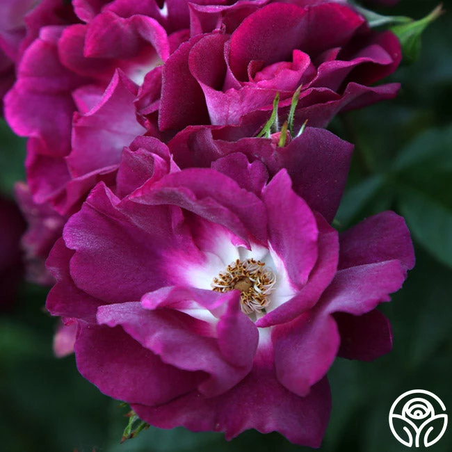 Sultry Sangria™ 3 Sultry Sangria™