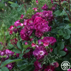 Sultry Sangria™ 15 Sultry Sangria™ -HEIRLOOM ROSES Sales Sultry Sangria 17