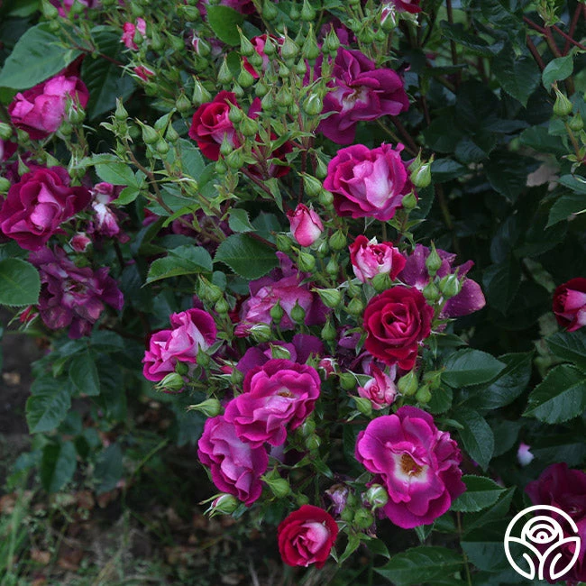 Sultry Sangria™ 4 Sultry Sangria™ - Image 2