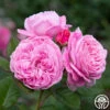 Parfuma® Summer Romance -HEIRLOOM ROSES Sales Summer Romance 112