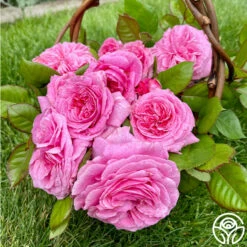 Parfuma® Summer Romance -HEIRLOOM ROSES Sales Summer Romance 10