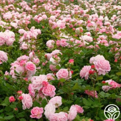 Parfuma® Summer Romance -HEIRLOOM ROSES Sales Summer Romance 11