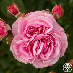 Parfuma® Summer Romance -HEIRLOOM ROSES Sales Summer Romance 254