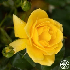 Sun Flare -HEIRLOOM ROSES Sales Sun Flare 12