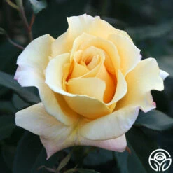 Eleganza® Sunny Sky 17 Eleganza® Sunny Sky -HEIRLOOM ROSES Sales Sunny Sky 102