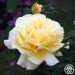 Eleganza® Sunny Sky 23 Eleganza® Sunny Sky -HEIRLOOM ROSES Sales Sunny Sky 103