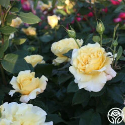 Eleganza® Sunny Sky 20 Eleganza® Sunny Sky -HEIRLOOM ROSES Sales Sunny Sky 104