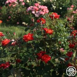 Sunrise At Heirloom™ -HEIRLOOM ROSES Sales Sunrise At Heirloom 1