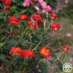 Sunrise At Heirloom™ -HEIRLOOM ROSES Sales Sunrise At Heirloom 11