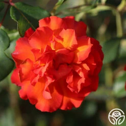 Sunrise At Heirloom™ -HEIRLOOM ROSES Sales Sunrise At Heirloom 12