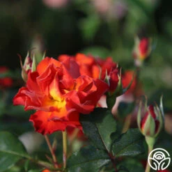 Sunrise At Heirloom™ -HEIRLOOM ROSES Sales Sunrise At Heirloom 16