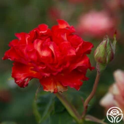 Sunrise At Heirloom™ -HEIRLOOM ROSES Sales Sunrise At Heirloom 01