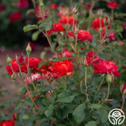 Sunrise At Heirloom™ -HEIRLOOM ROSES Sales Sunrise At Heirloom 03