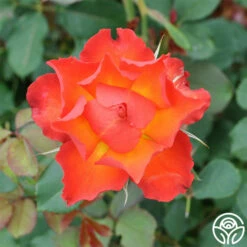 Sunrise At Heirloom™ -HEIRLOOM ROSES Sales Sunrise at Heirloom 9