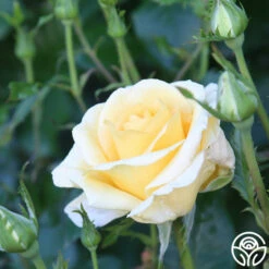 Sunshine Daydream™ -HEIRLOOM ROSES Sales Sunshine Daydream 12