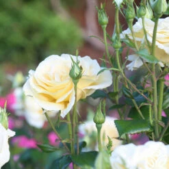 Sunshine Daydream™ -HEIRLOOM ROSES Sales Sunshine Daydream 14