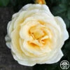 Sunshine Daydream™ -HEIRLOOM ROSES Sales Sunshine Daydream 16