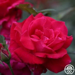 Sweet Spirit™ -HEIRLOOM ROSES Sales Sweet Spirit 12