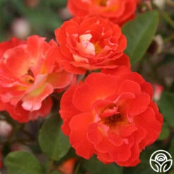 Tango -HEIRLOOM ROSES Sales Tango 14