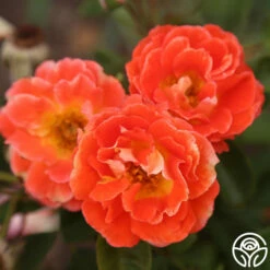 Tango -HEIRLOOM ROSES Sales Tango 3