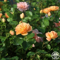 Tatin 17 Tatin -HEIRLOOM ROSES Sales Tatin 01