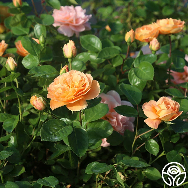 Tatin 10 Tatin - Image 8