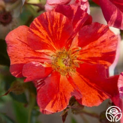 Tawny Tiger -HEIRLOOM ROSES Sales Tawny Tiger 02