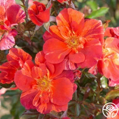 Tawny Tiger -HEIRLOOM ROSES Sales Tawny Tiger 04