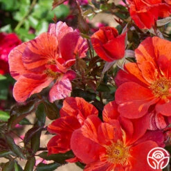 Tawny Tiger -HEIRLOOM ROSES Sales Tawny Tiger 05