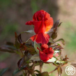 Tawny Tiger -HEIRLOOM ROSES Sales Tawny Tiger 06