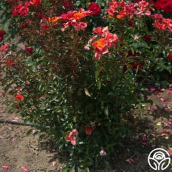 Tawny Tiger -HEIRLOOM ROSES Sales Tawny Tiger 07