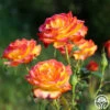 Tequila Sunrise -HEIRLOOM ROSES Sales Tequila Sunrise 0