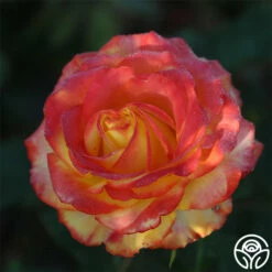 Tequila Sunrise 12 Tequila Sunrise -HEIRLOOM ROSES Sales Tequila Sunrise 11