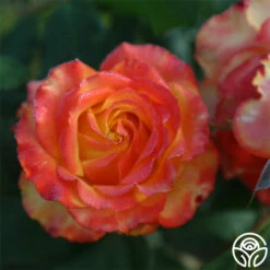Tequila Sunrise 15 Tequila Sunrise -HEIRLOOM ROSES Sales Tequila Sunrise 12