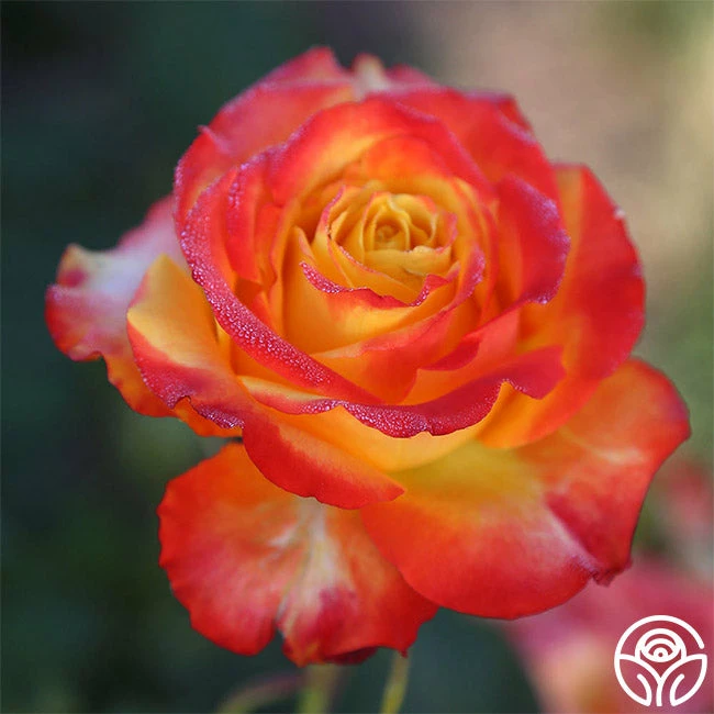 Tequila Sunrise 4 Tequila Sunrise - Image 2