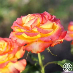 Tequila Sunrise 17 Tequila Sunrise -HEIRLOOM ROSES Sales Tequila Sunrise 20