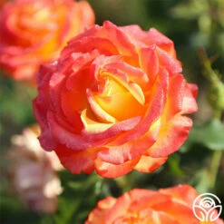 Tequila Sunrise 13 Tequila Sunrise -HEIRLOOM ROSES Sales Tequila Sunrise 5