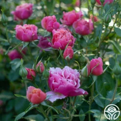 Tequila Supreme™ -HEIRLOOM ROSES Sales Tequilla Supreme 01