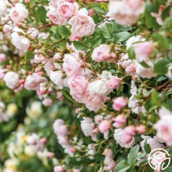 The Generous Gardener™ -HEIRLOOM ROSES Sales The Generous Gardener 24