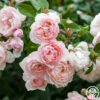 The Generous Gardener™ -HEIRLOOM ROSES Sales The Generous Gardener 25