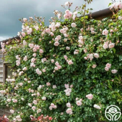 The Generous Gardener™ -HEIRLOOM ROSES Sales The Generous Gardener 2546