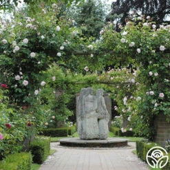 The Generous Gardener™ -HEIRLOOM ROSES Sales The Generous Gardener 256