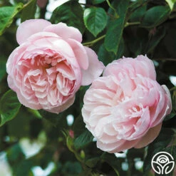 The Generous Gardener™ -HEIRLOOM ROSES Sales The Generous Gardener 288