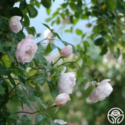 The Generous Gardener™ -HEIRLOOM ROSES Sales The Generous Gardener 289